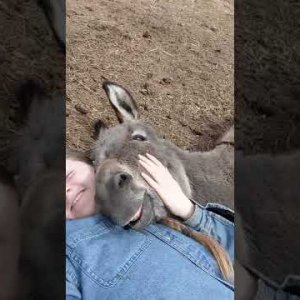 Smiling Donkey Leroy Loves Laying on Owner