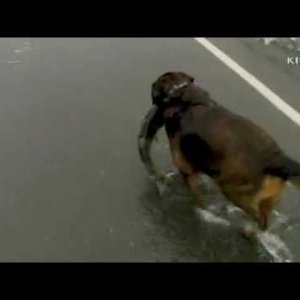 Dog catches salmon swimming across road - YouTube