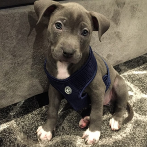 Zola : New puppy!