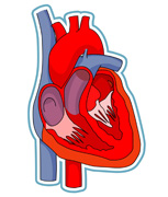TN_anatomy_heart.jpg