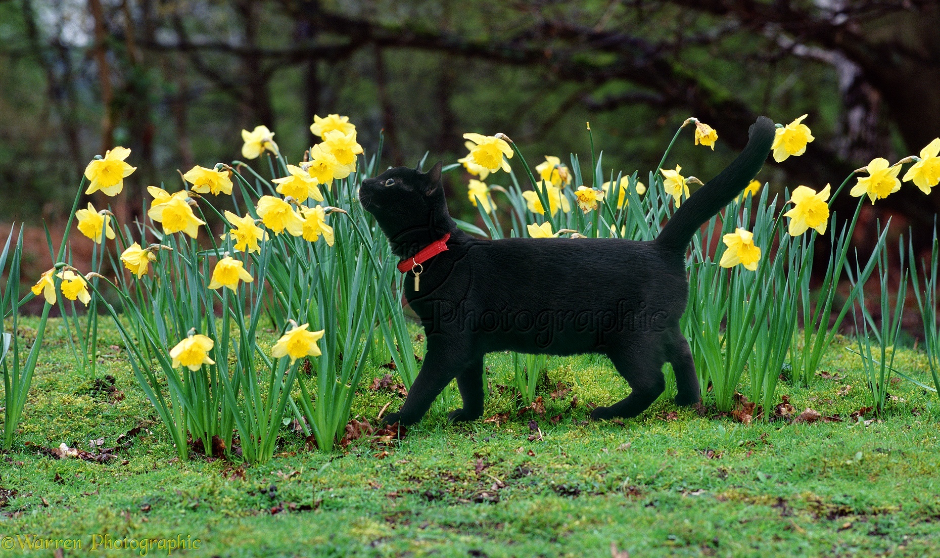 01220-Black-cat-sniffing-daffodils.jpg
