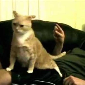 Trololo Cat - YouTube