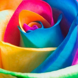 Are Rainbow Roses Real - Growing Rainbow Roses - Cut Flower Farming - Gardening - How to grow flower