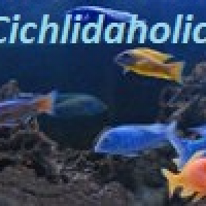 Cichlidaholics Cichlid Forum and Tropical Fish Forum