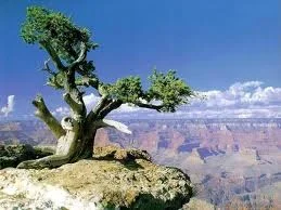 tree.webp