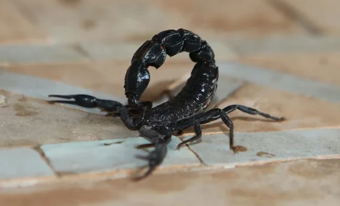 scorpion_kiakaha.webp