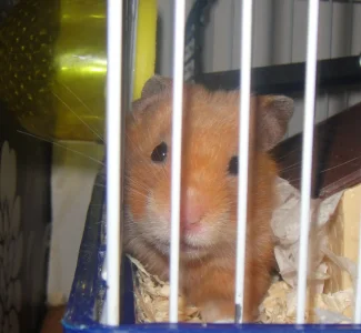 DSC00162fg.webp