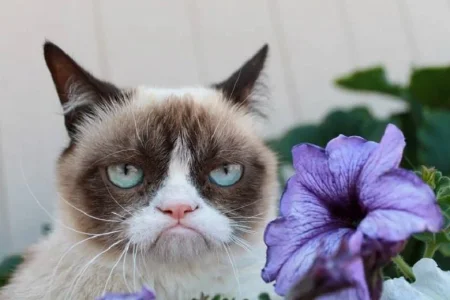 GrumpyCatFlower.webp