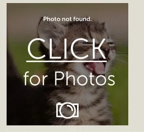 Screen Shot 2015-04-29 at 4.37.10 AM.webp