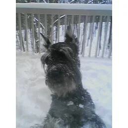 tuty en nieve.webp