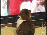 1241641628466.gif