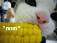 1251506826526.gif