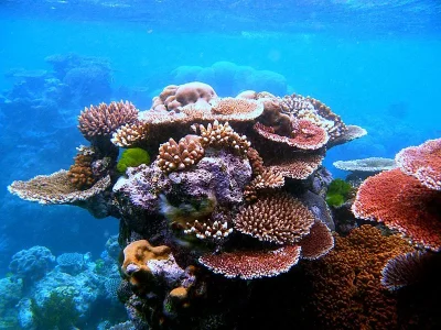 800px-Coral_Outcrop_Flynn_Reef.webp