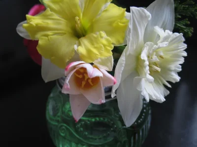 gardenofdarwin-spring-2011-5.webp