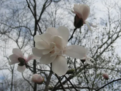 gardenofdarwin-spring-2011-4.webp