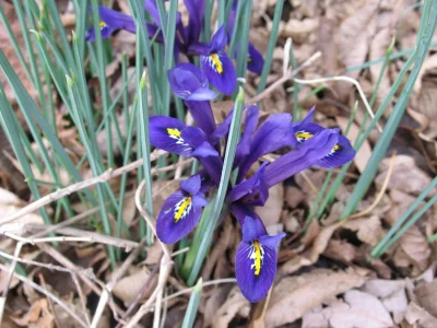 gardenofdarwin-spring-2011-3.webp