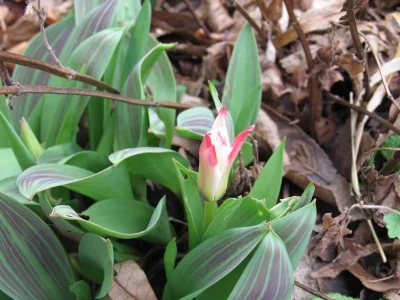gardenofdarwin-spring-2011-2.webp