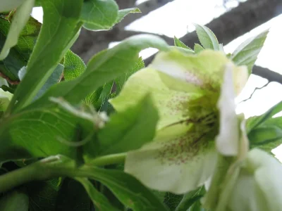 gardenofdarwin-spring-2011-1.webp