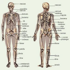skeleton.webp