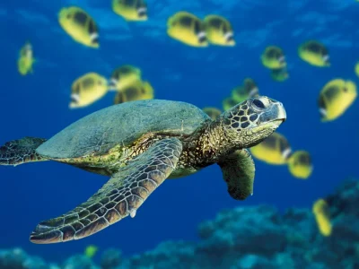Green Sea Turtle.webp