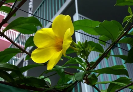 Allamanda-hendersonii_431Nohonani-Waikiki_Cutler_20151124_132053.webp