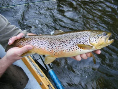Trout.webp