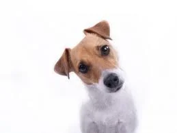 headtilt.webp