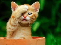 cat_forehead.webp