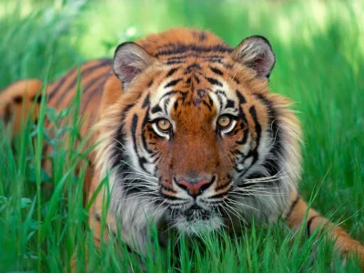 Sumatran_Tiger.webp