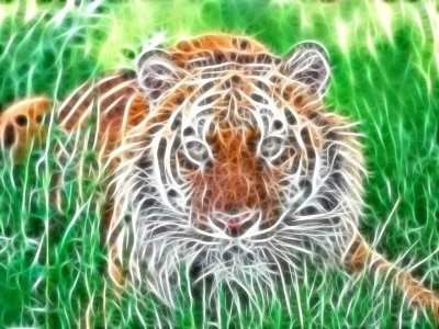 Sumatran_Tiger_fractal.webp