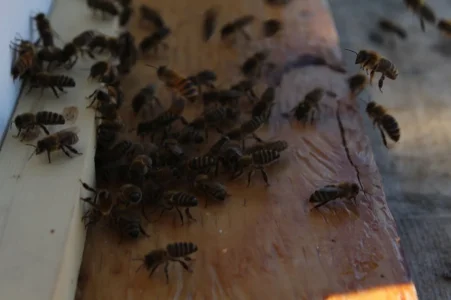 beees.webp