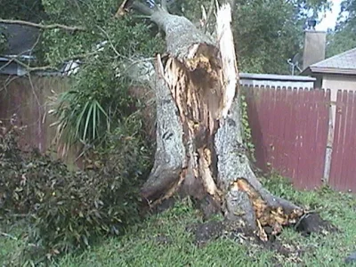 tree3.webp