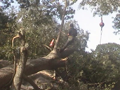 tree5.webp