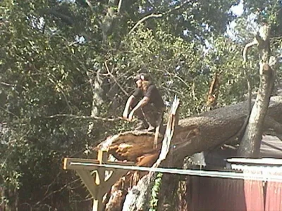 tree6.webp