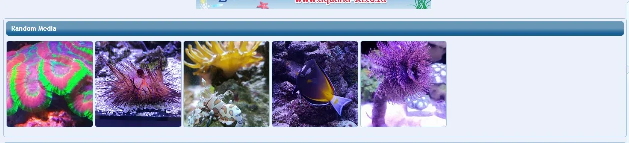 screenshot-www.marineaquariumsa.com-2017-07-15-14-36-17.webp