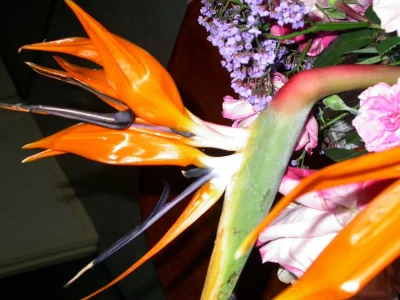 Bird of Paradise 10.14  edited-1.webp