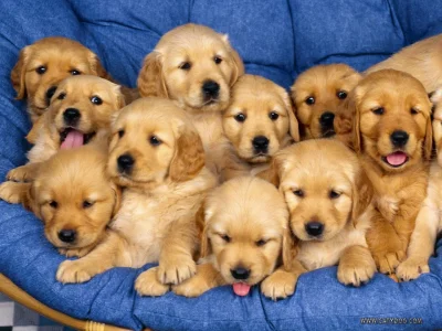 puppies.webp