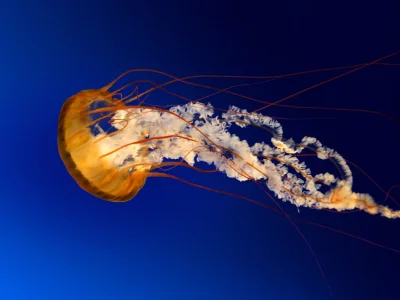 Jellyfish.webp