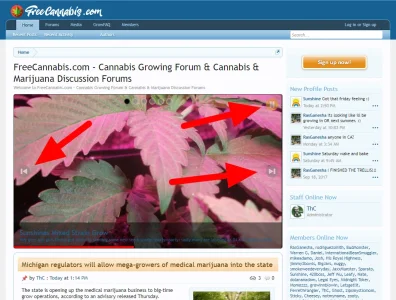 FreeCannabis.com   Cannabis Growing Forum   Cannabis   Marijuana Discussion Forums.webp