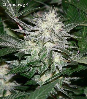 chemdawg 4_b.webp