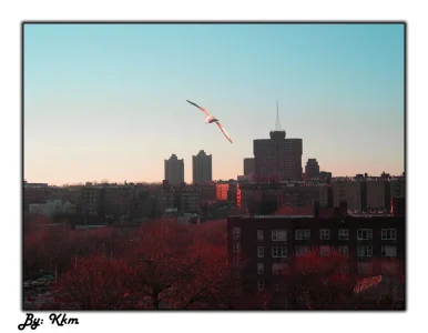 fly.webp