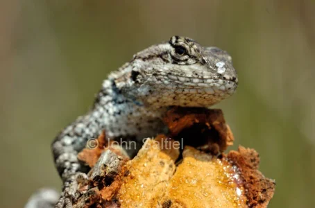 lizard1.webp