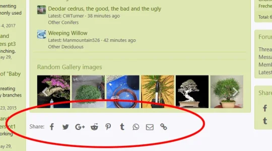 screenshot-www.bonsainut.com-2018-01-19-20-05-44.webp