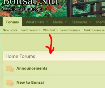 screenshot-www.bonsainut.com-2018-01-20-10-56-52.webp