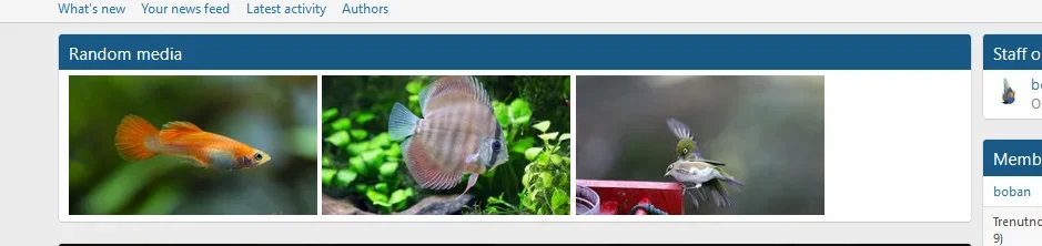 random media.webp