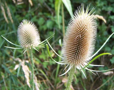 cool weeds.webp