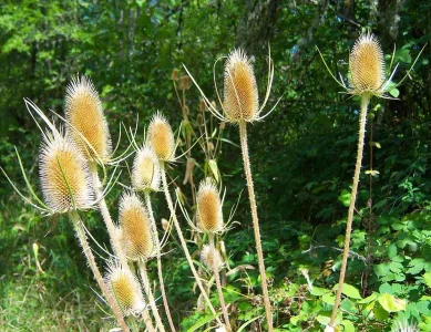 cool weeds 1.webp