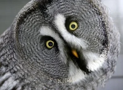 owl.webp