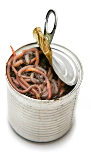 can-of-worms.webp