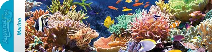 marine.webp